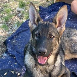 Girl 1 - German Shepherd puppy in Modoc County, California from Vom Marischal Working Lines German Shepherd Dogs