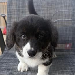 Dove - Black and white female American Corgi puppy in Temple, Texas from Silver Moon Cardigan Corgis