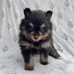 Rolo - Black and tan male Pomeranian puppy in San Marcos, Texas from Hill Country Poms
