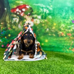 Siena - Black and tan female Dachshund puppy in Westport, Kentucky from Lonestar Creek Farm