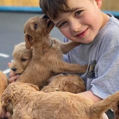 Goldendoodles and Irish Doodles from Blue Ridge Doodles