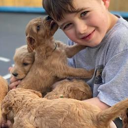 Goldendoodles and Irish Doodles from Blue Ridge Doodles