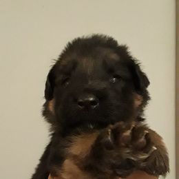 German Shepherd Puppies from Von Jo-Rielle Kennel