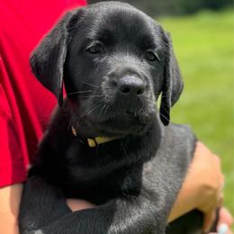 Girl - Black female Labrador Retriever puppy in Williston, Florida from Royal K Labradors