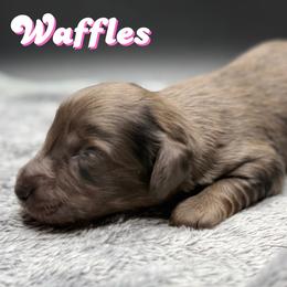 WAFFLES - Dapple female Dachshund puppy in Alto, Texas from Double W Doxies