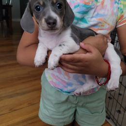 Dachshund Puppies from Cabrera Family Kennels