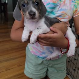 Dachshund Puppies from Cabrera Family Kennels
