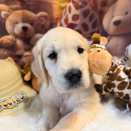 Girl 2 (Canon) (yellow collar) - Light golden female Golden Retriever puppy in Hubbard, Ohio from Whickering Pines Golden Retrievers