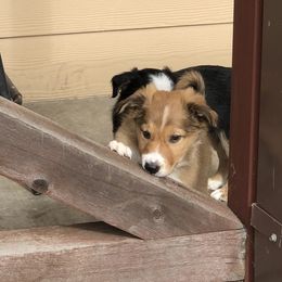 Border Collie Puppies from Burke BC’s