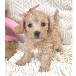 Georgia - Apricot female Maltipoo puppy in Spring, Texas from GlamPaw Maltipoos