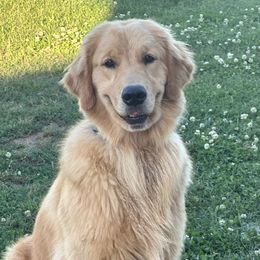 Duchess - Goldendoodle