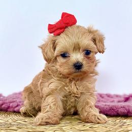 Lexi - Apricot female Maltipoo puppy in Melissa, Texas from Southern Love Cavapoos & Maltipoos