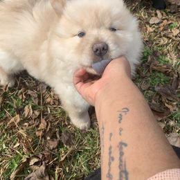 Chow Chow Puppies from Darling Chows