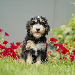 Spark - Tri-color male Bernedoodle puppy in Spokane, Washington from Lilac City Doodles