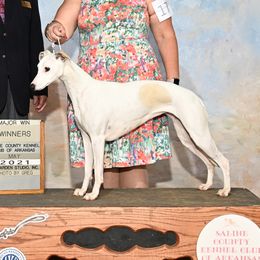 Winta - Whippet