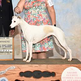 Winta - Whippet