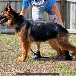 Xena - German Shepherd