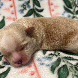 Boy 3 - Liver and white male Shih Tzu puppy in Hemet, California from Aloha Shih Tzu