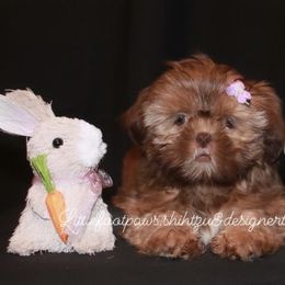 Bridget - Liver and white Shih Tzu puppy in Texas from Little Foot Paws 🐾