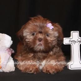 Bridget - Liver and white Shih Tzu puppy in Texas from Little Foot Paws 🐾