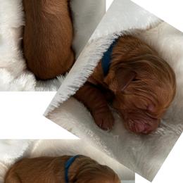 Golden Retriever Puppies from Rosie’s Goldies