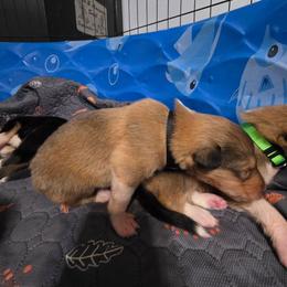 Black - Sable male Collie puppy in Wykoff, Minnesota from Country Collies