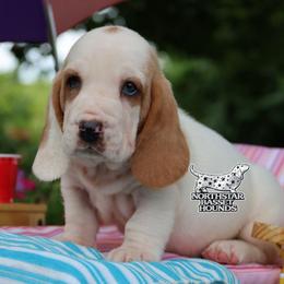 Pirate - Red and white male Basset Hound puppy in Pollock, Missouri from Northstar