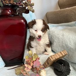 "Cooper; male" Miniature Australian Shepherd Puppies from April Meadows Farm