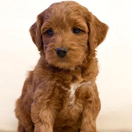 Sleepy - Red  female Goldendoodle puppy in Newcastle, Oklahoma from Hollywood Doodles