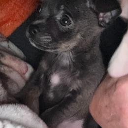 Brekke - Blue male Chihuahua puppy in Hackleburg, Alabama from Clements Chihuahua