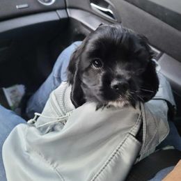 Cocker Spaniel Puppies from Hunt Crest Cockers