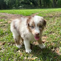 Red Theo - Red merle male Australian Shepherd puppy in Tallahassee, Florida from H&H Red Gate Farm