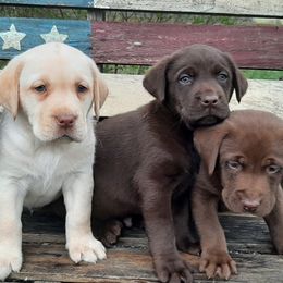 Bernese Mountain Dogs, Dilute Retrievers, Labrador Retrievers, and Rhodesian Ridgebacks from Circle D Farms