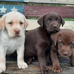 Bernese Mountain Dogs, Dilute Retrievers, Labrador Retrievers, and Rhodesian Ridgebacks from Circle D Farms