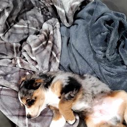 Aussiedoodle Puppies from Wisniewski Pups