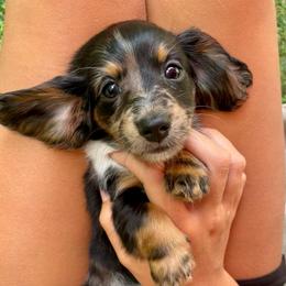 Raven - Dapple female Dachshund puppy in High Hill, Missouri from High Hill Hounds