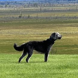 Kimber - Labradoodle