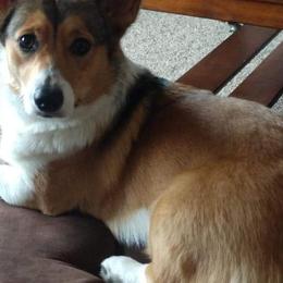 Pembroke Welsh Corgis from Kathy Ulrichs Pembroke Welsh Corgi