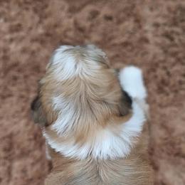 Cavachon, Cavalier King Charles Spaniel, Cavapoo, and Havanese Puppies from Peaks Pups & Cavachon Love Chocolate Cavaliers, Cavaliers, Cavachon’s, Cavapoos & Havanese