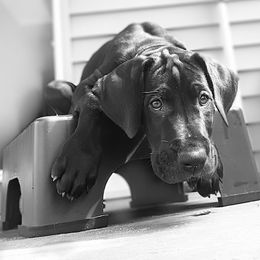 Great Dane Puppies from Janet Taylor's Great Danes