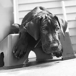 Great Dane Puppies from Janet Taylor's Great Danes