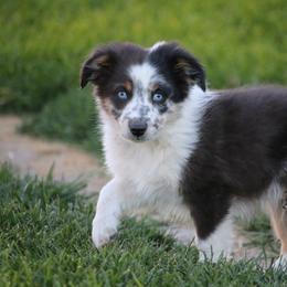 Australian Shepherd, Miniature American Shepherd, Miniature Australian Shepherd, and Toy Australian Shepherd Puppies from Painted Blue Aussies