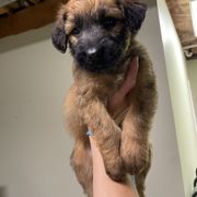 Tawny girl 3 - Tawny female Briard puppy in Frankford, West Virginia from Honey Bee Hill