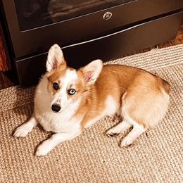 American Corgi and Pembroke Welsh Corgi Puppies from Tambali Corgis