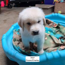 Ocean boy one - Light golden male Golden Retriever puppy in Niles, Michigan from Christiana Creek Goldens