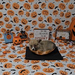 American Corgi Puppies from Whitecreek Corgis of Columbus, IN