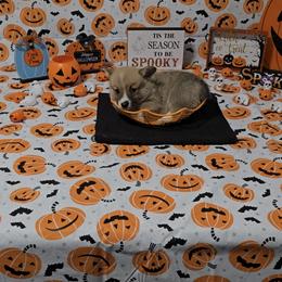 American Corgi Puppies from Whitecreek Corgis of Columbus, IN