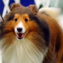 Shetland Sheepdogs from Jennifer's Shetland Sheepdogs