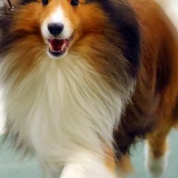 Shetland Sheepdogs from Jennifer's Shetland Sheepdogs