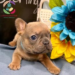 Sterling - Blue fawn male French Bulldog puppy in Bowman, Georgia from Companion Creek Farm